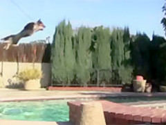 Bad Ass Dog